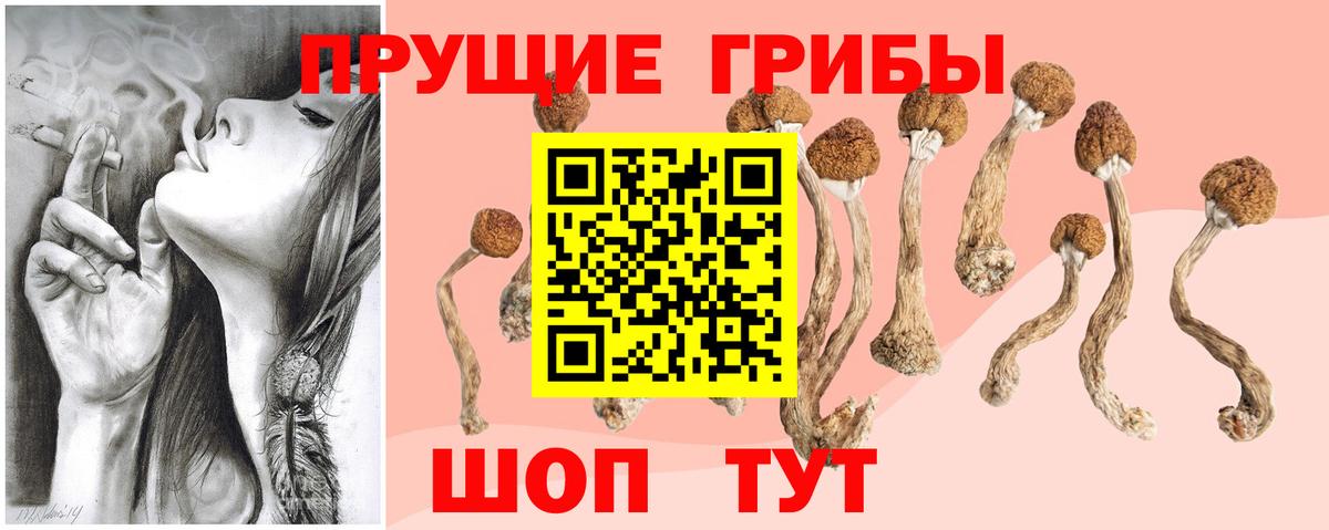 Псилоцибиновые грибы мицелий Тайшет